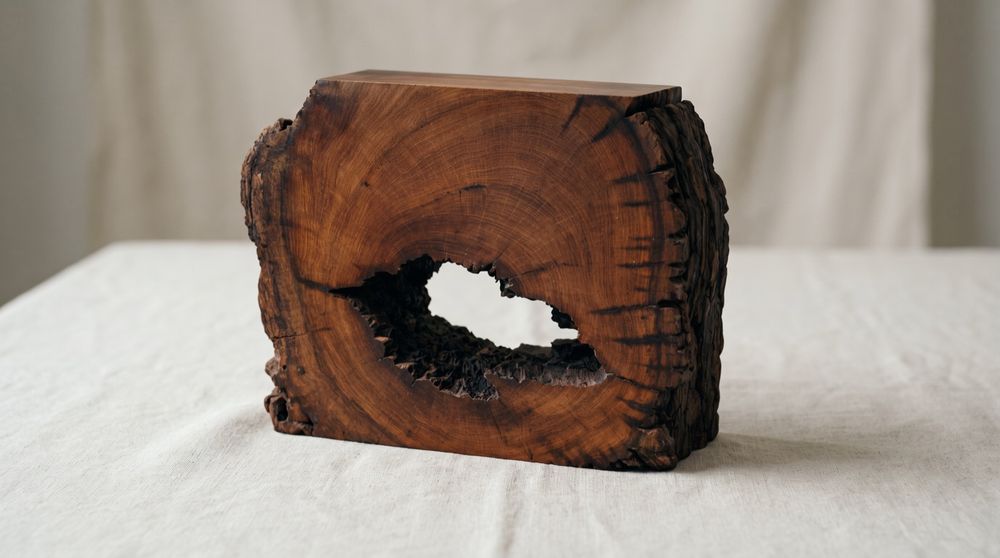 Trunk section, polished face, natural hollow